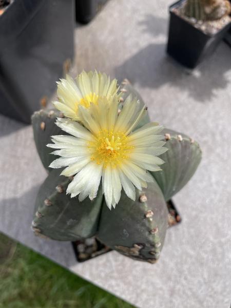 Astrophytum myriostigma
